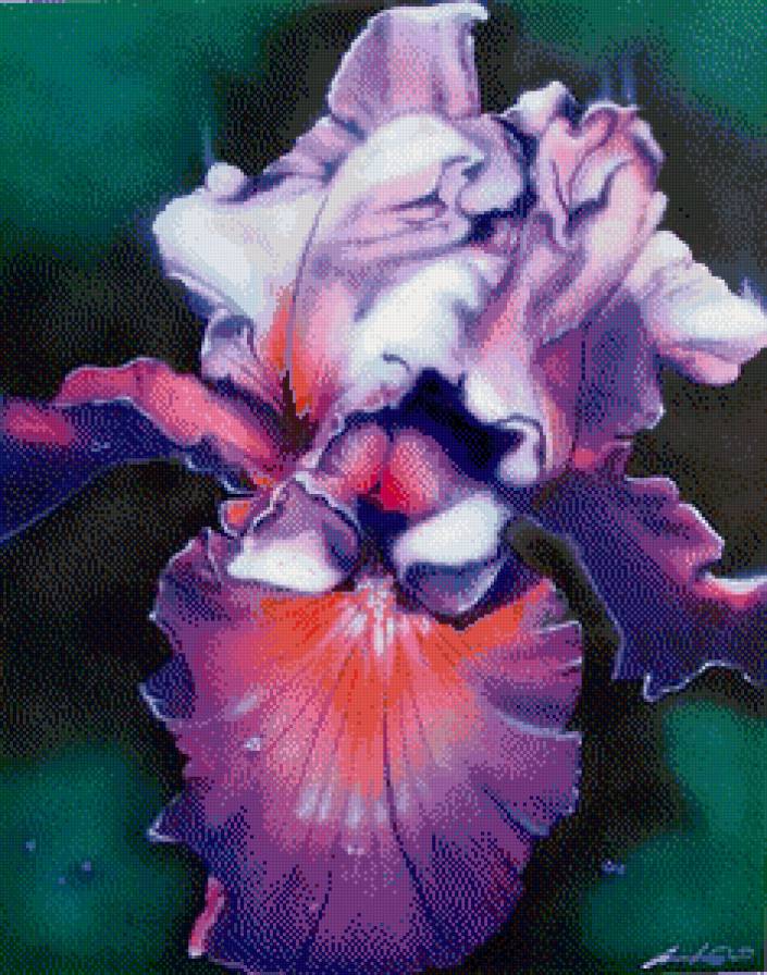 Ирис - предпросмотр