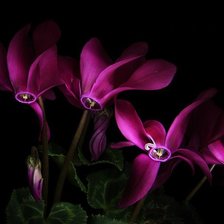 Схема вышивки «Цветы»