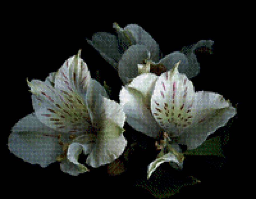 Лилии - цветы, на черном - предпросмотр