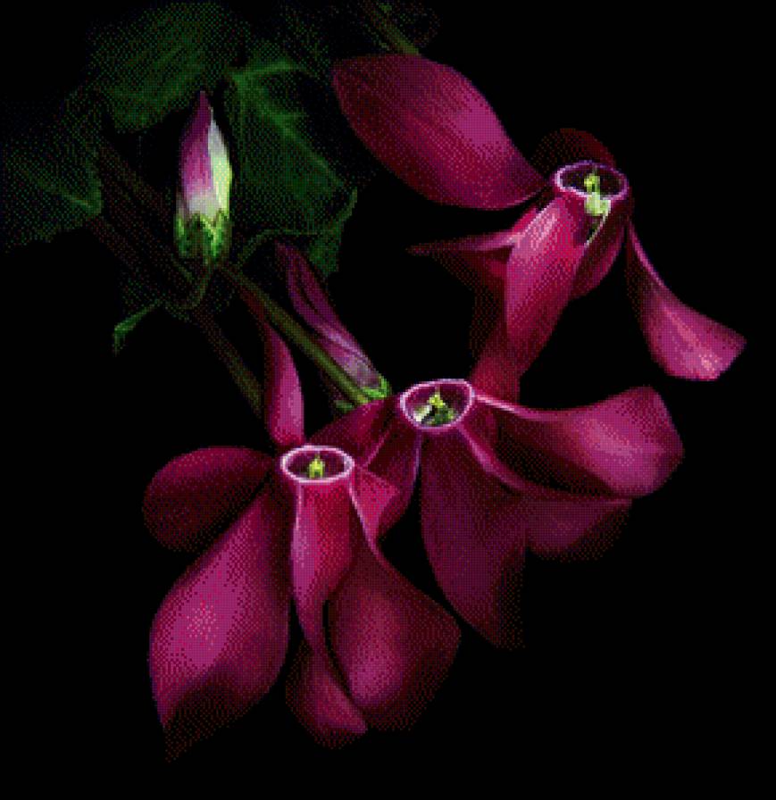 Цветы - на черном, цветы - предпросмотр