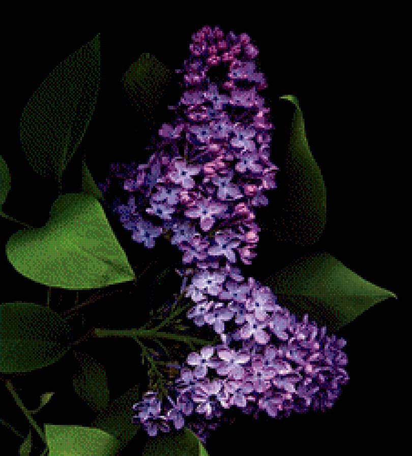 Сирень - цветы, на черном - предпросмотр