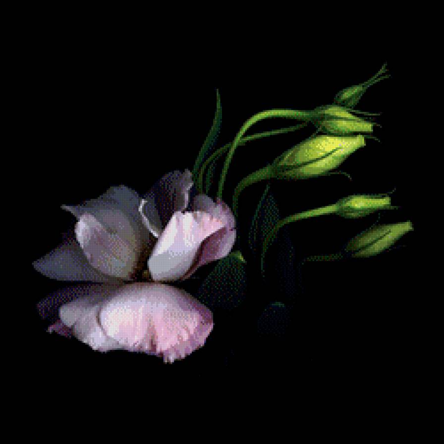 Цветок - цветы, на черном - предпросмотр