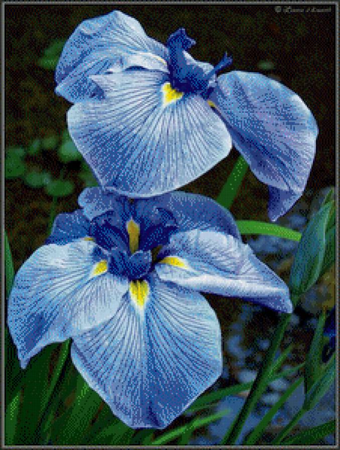 Голубые цветочки - цветы - предпросмотр