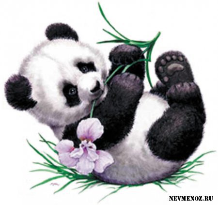 Детеныш панды - животные, панда - оригинал
