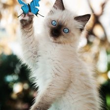 Схема вышивки «кошка»