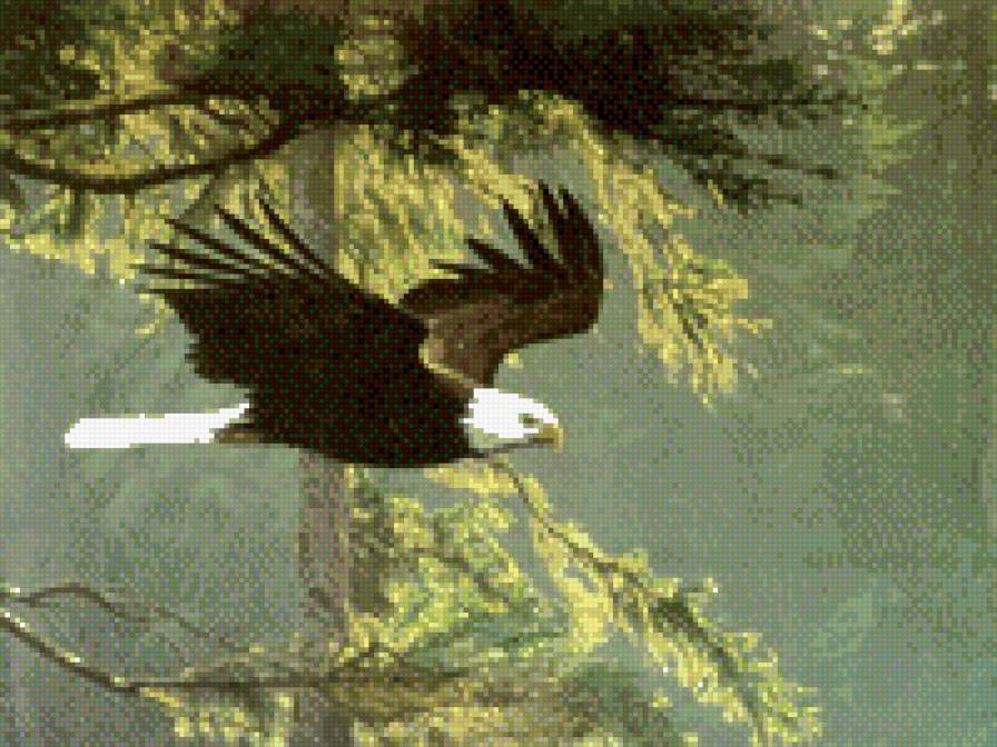 орел - предпросмотр