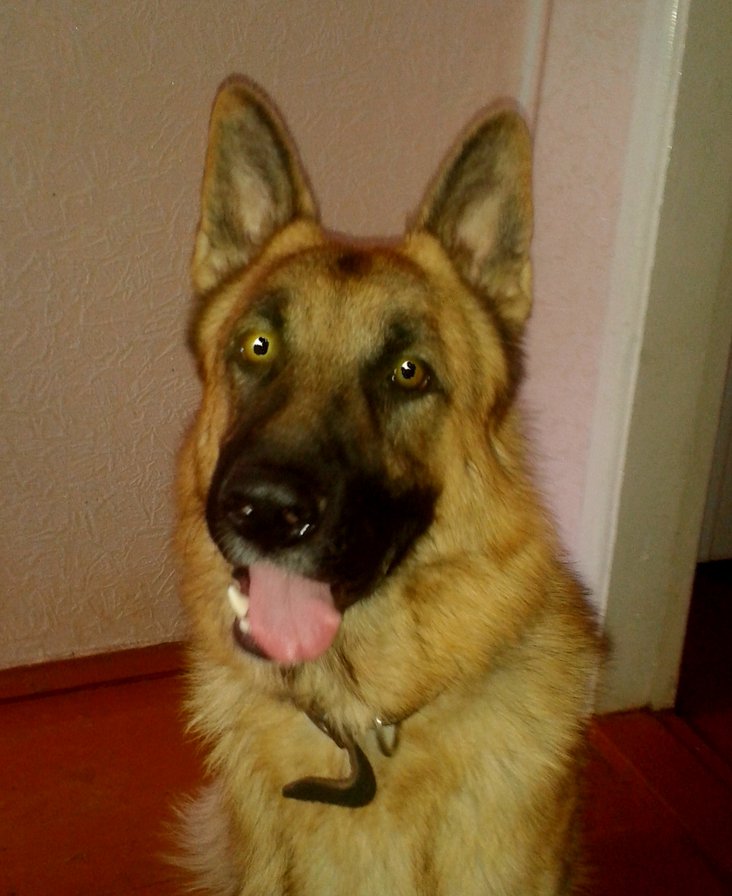 Немец - немецкая овчарка - оригинал