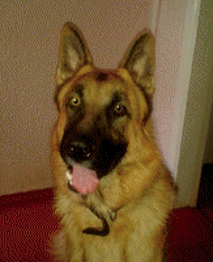 Немец - немецкая овчарка - предпросмотр