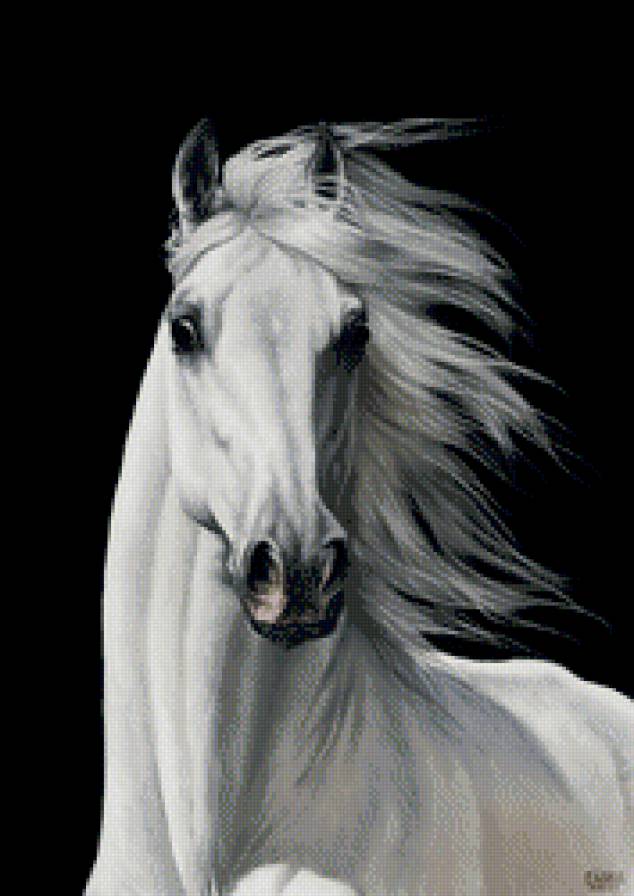 красивые лошади (подборка) - кони, арабские лошади, живопись, домашние животные, красиво - предпросмотр