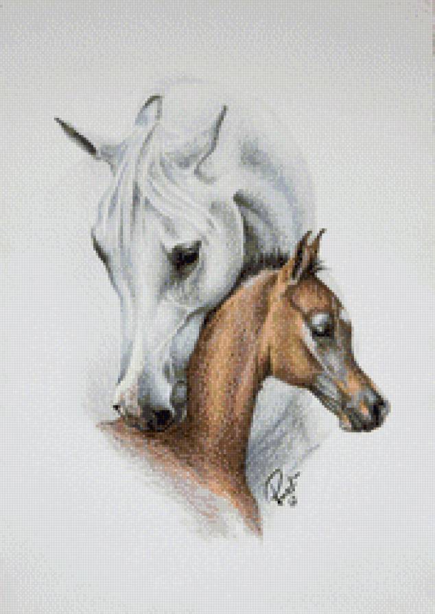 красивые лошади (подборка) - жеребенок, кобыла, ласка, красиво, животные, кони - предпросмотр