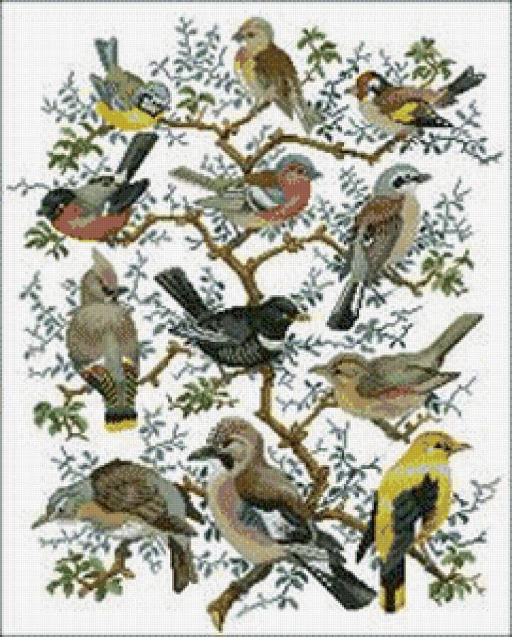 Птицы - птицы - предпросмотр