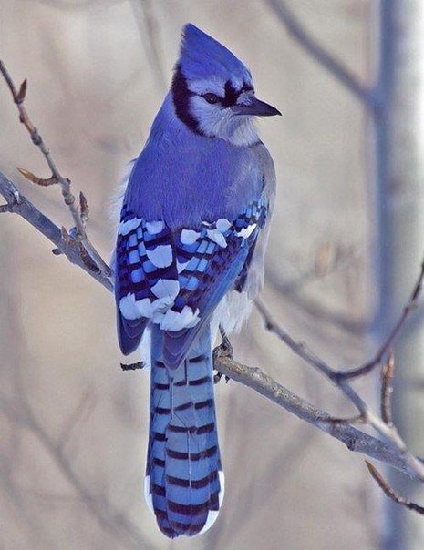 №480427 - растение, природа, птицы - оригинал