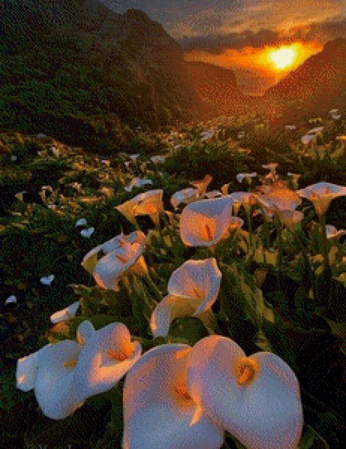 №480429 - вечер, цветы, природа - предпросмотр