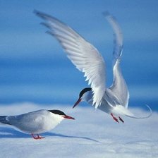 Схема вышивки «№480433»