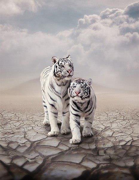 №480436 - природа, животные, кошки, тигр - оригинал