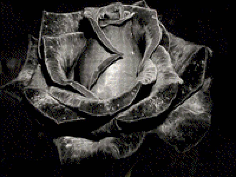 черная роза - цветы, черно-белое, роза, монохром - предпросмотр