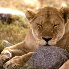 Схема вышивки «тигр»