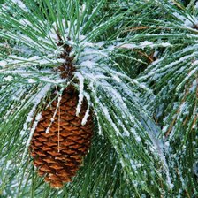 Схема вышивки «Шишка»