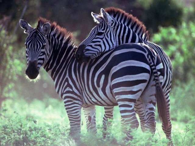 Зебры - оригинал