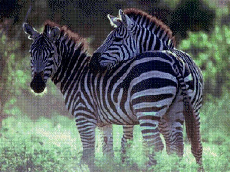 Зебры - предпросмотр