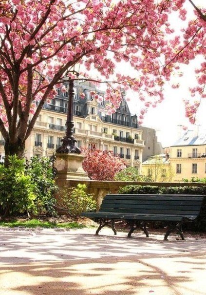 Париж весной 120 цветов - цветы, париж, весна, лавочка - оригинал