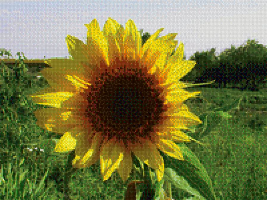 Подсолнух - цветы, подсолнухи - предпросмотр