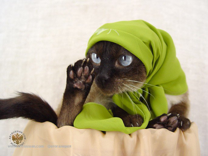 сиамка - оригинал