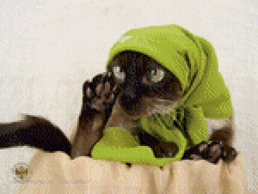 сиамка - предпросмотр