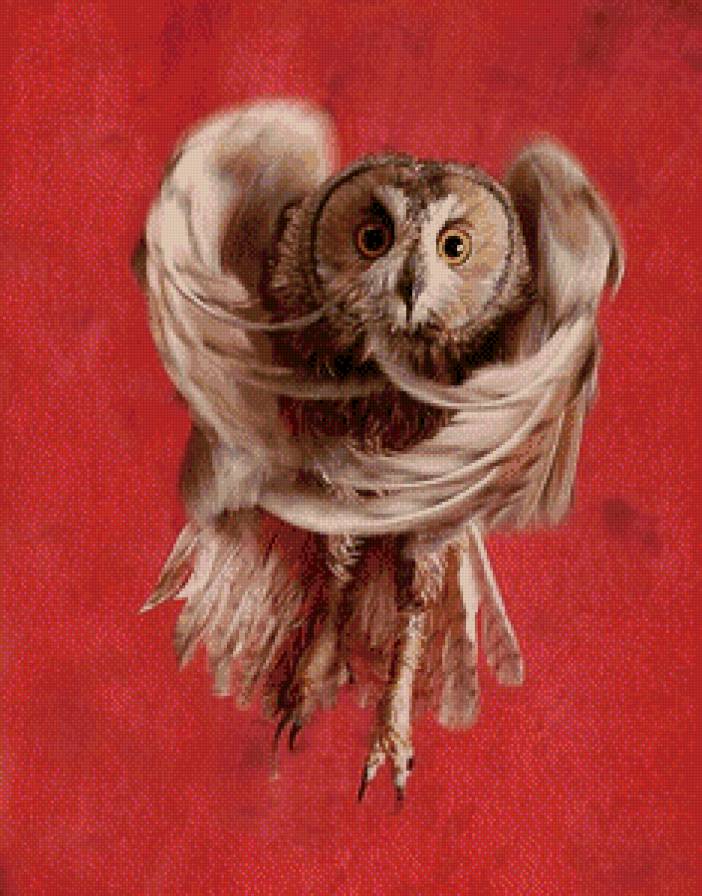 сова - птицы, животные - предпросмотр