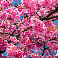 Схема вышивки «цветущая вишня»