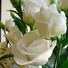 розы белые