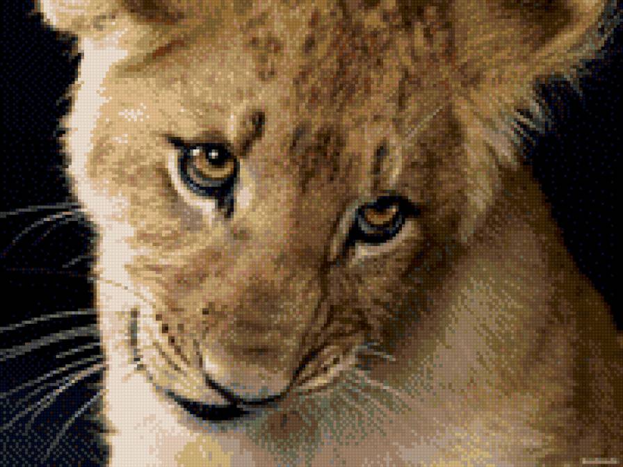 львенок - животные - предпросмотр