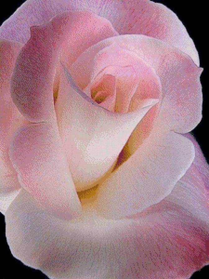 №481158 - цветы, природа, роза, растение - предпросмотр