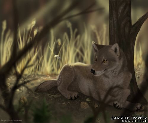волк - оригинал