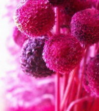 Схема вышивки «шарики»