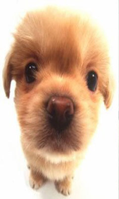 песик - оригинал