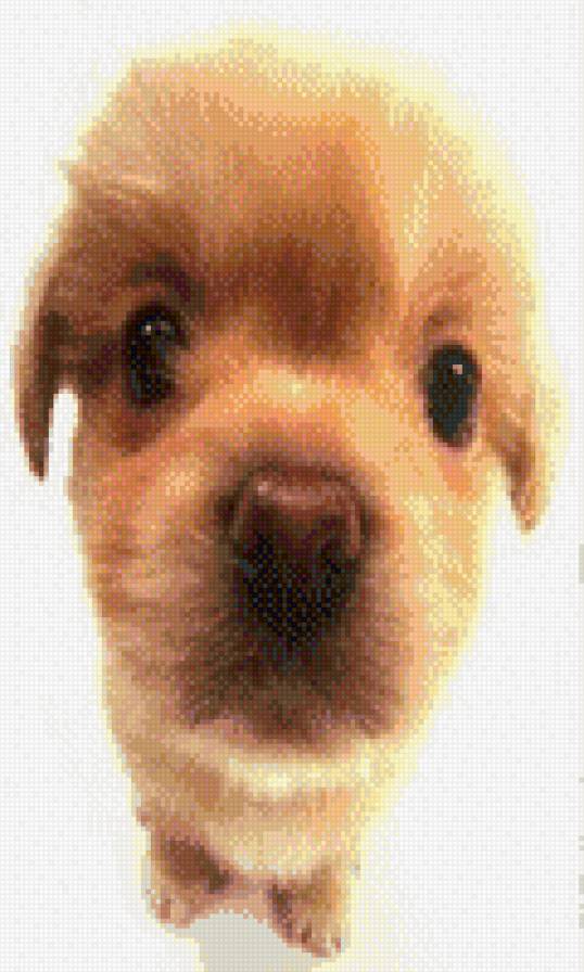 песик - предпросмотр