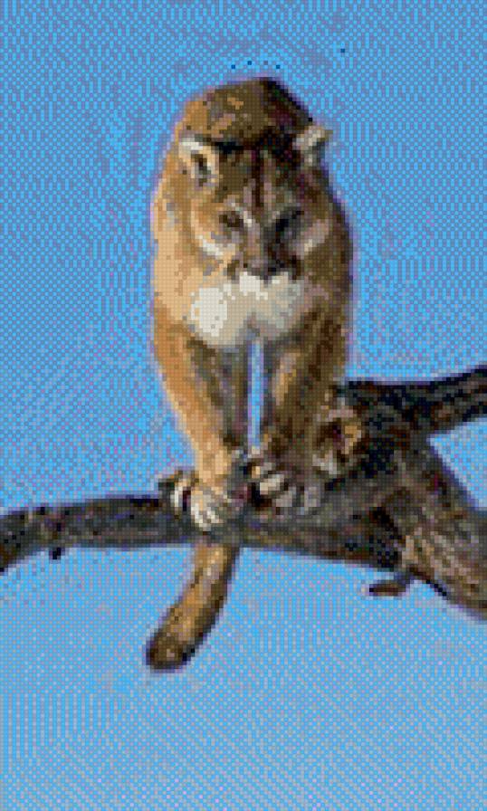 Пума - предпросмотр