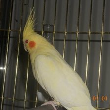 Схема вышивки «рлор»