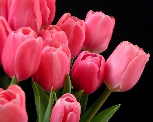тюльпаны - цветы - оригинал