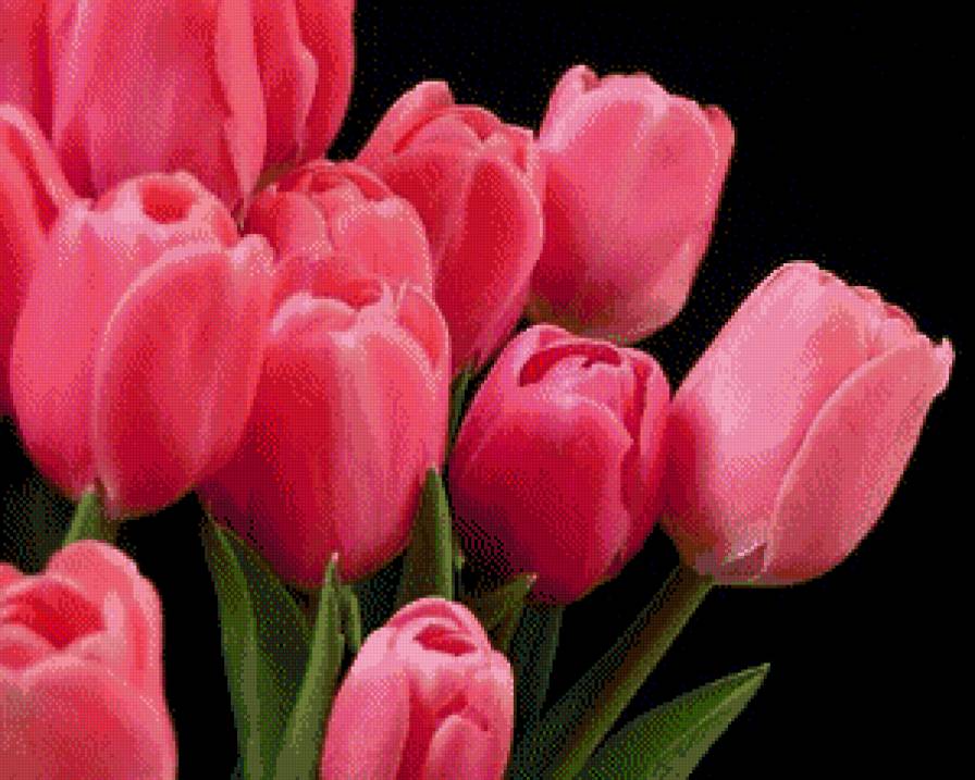 тюльпаны - цветы - предпросмотр