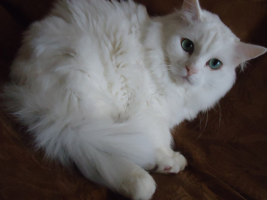 кот - оригинал