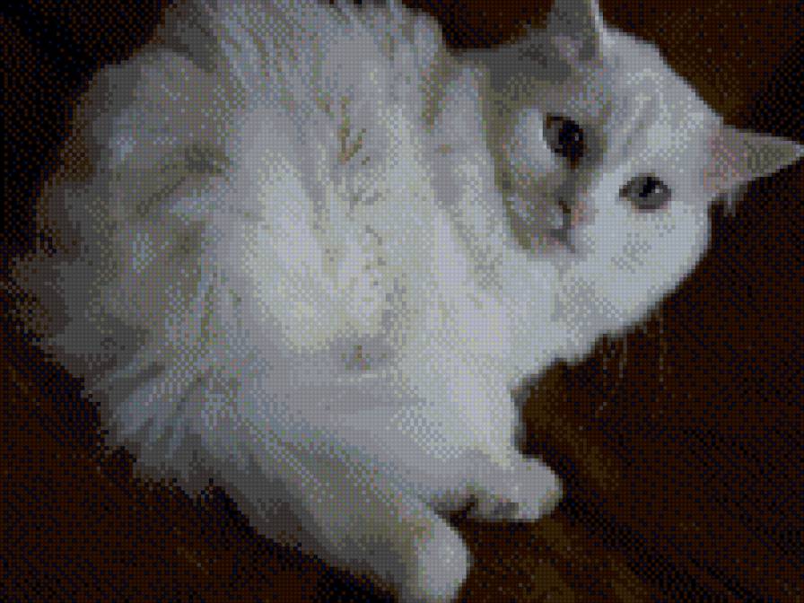 кот - предпросмотр