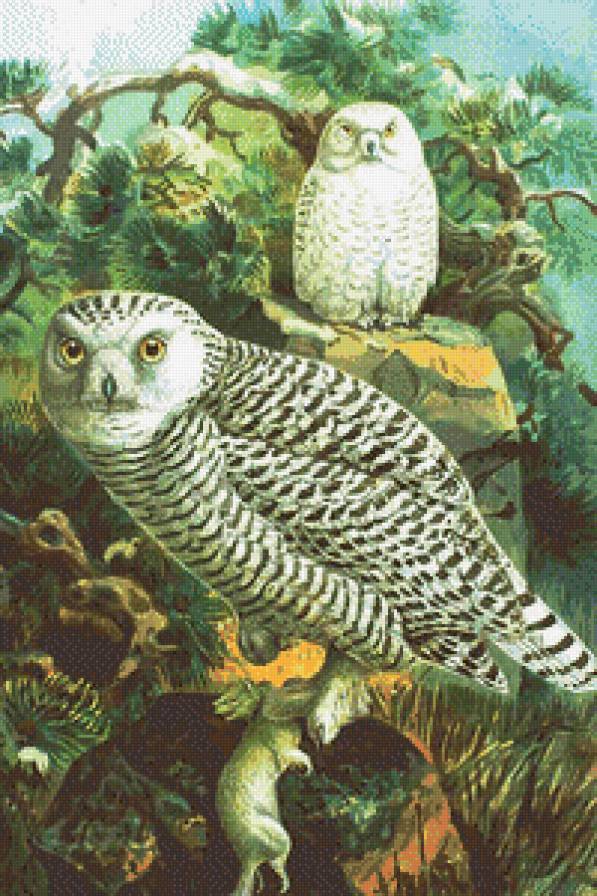 Серия "Птицы" - птицы, пейзаж, совы - предпросмотр