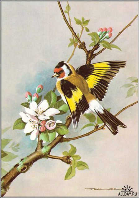 Серия "Птицы" - птицы, цветы - оригинал