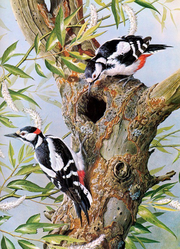 Серия "Птицы" - дятлы, птицы - оригинал