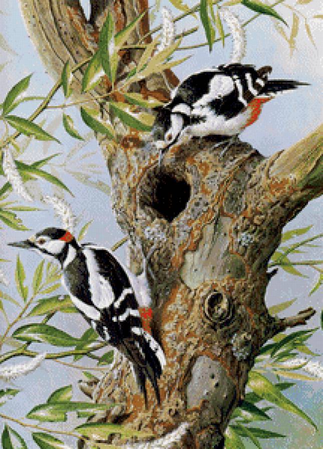 Серия "Птицы" - птицы, дятлы - предпросмотр