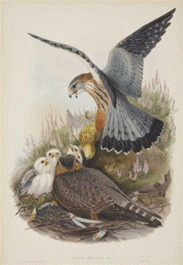 Серия "Птицы" - птицы, птенцы, ястребы, соколы, орлы - предпросмотр
