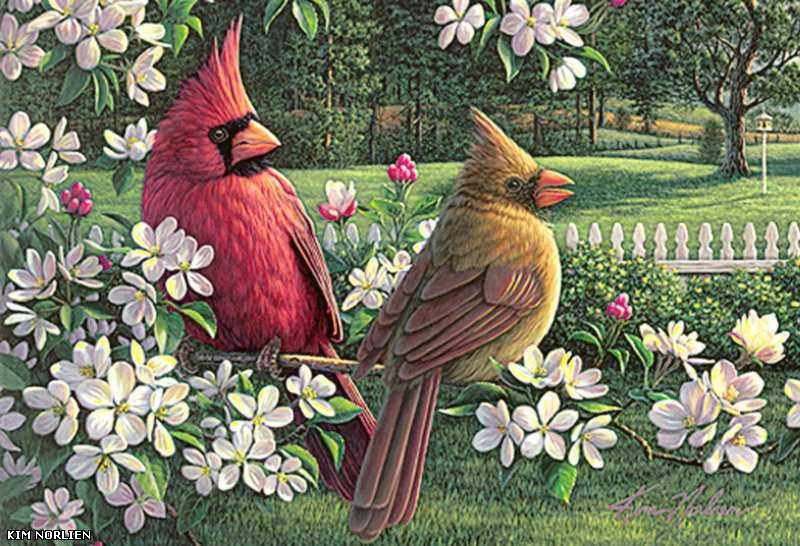 Серия "Птицы" - пейзаж, лето, цветы, птиц, кардиналы - оригинал