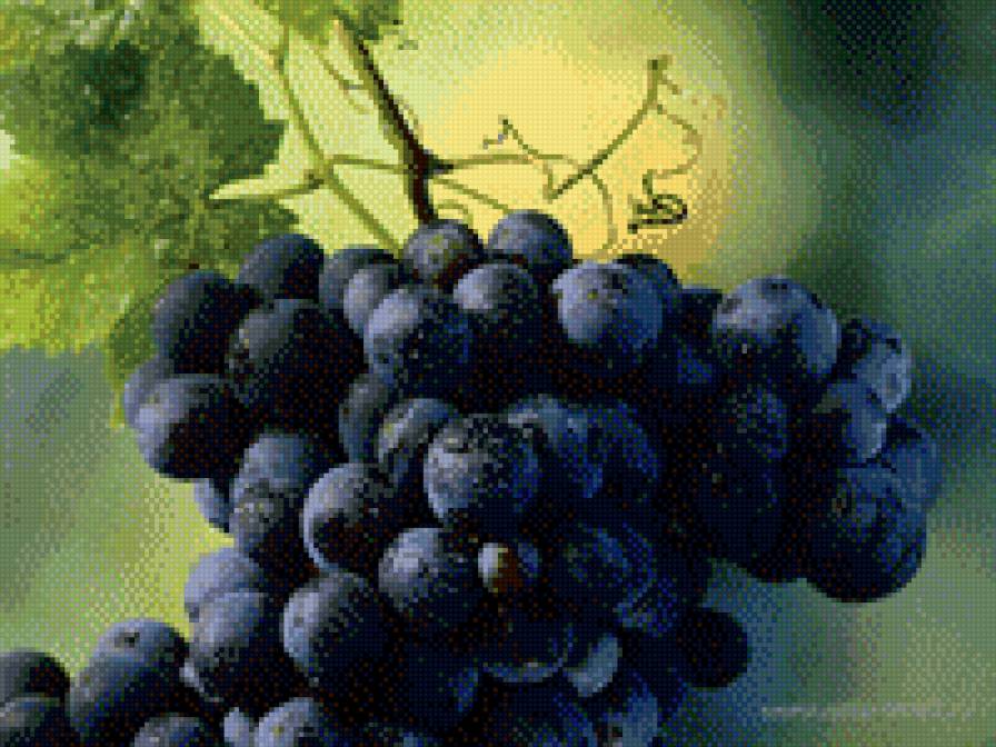 Виноград - виноград, гроздь - предпросмотр